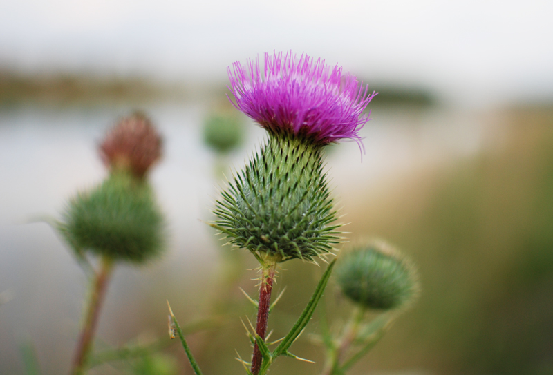 distel-blume-flower-natur-nature-blogger-urlaub-holiday-travel-reise