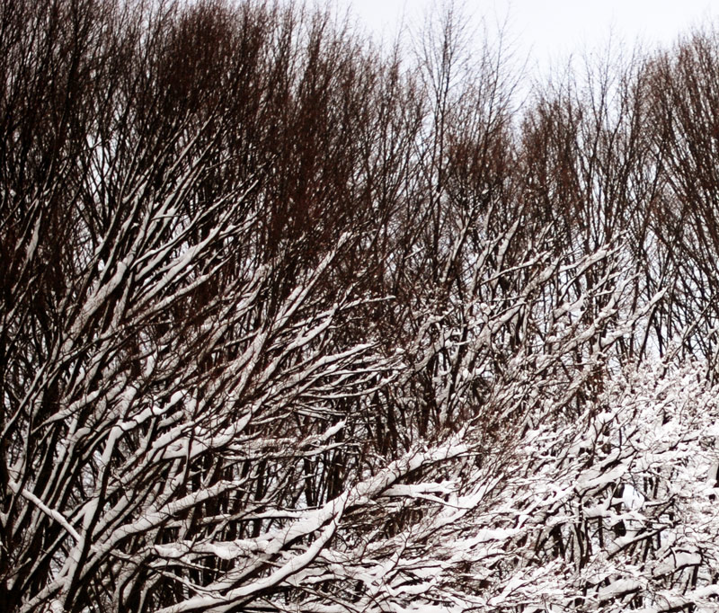 snow-photography-winter-wonderland-2